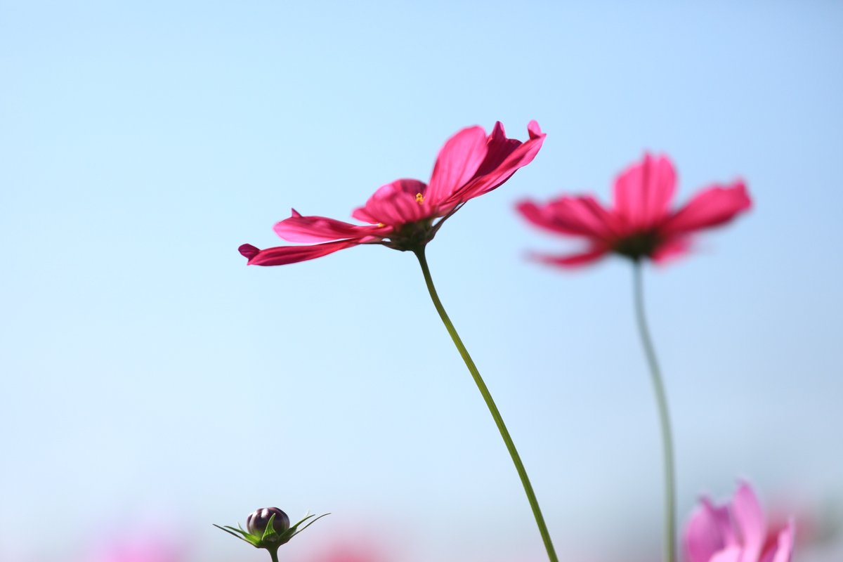 天空の花 即日☆【造花】アスカ/コチョウランピック×3 つぼみ×2 ホワイト