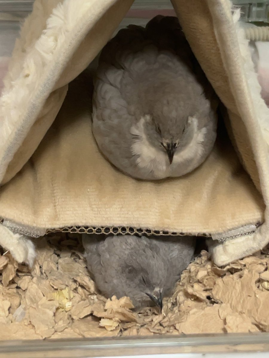 ポポチョロ🐦💨 (@1b4fc39ec9e04d3) / Posts / X