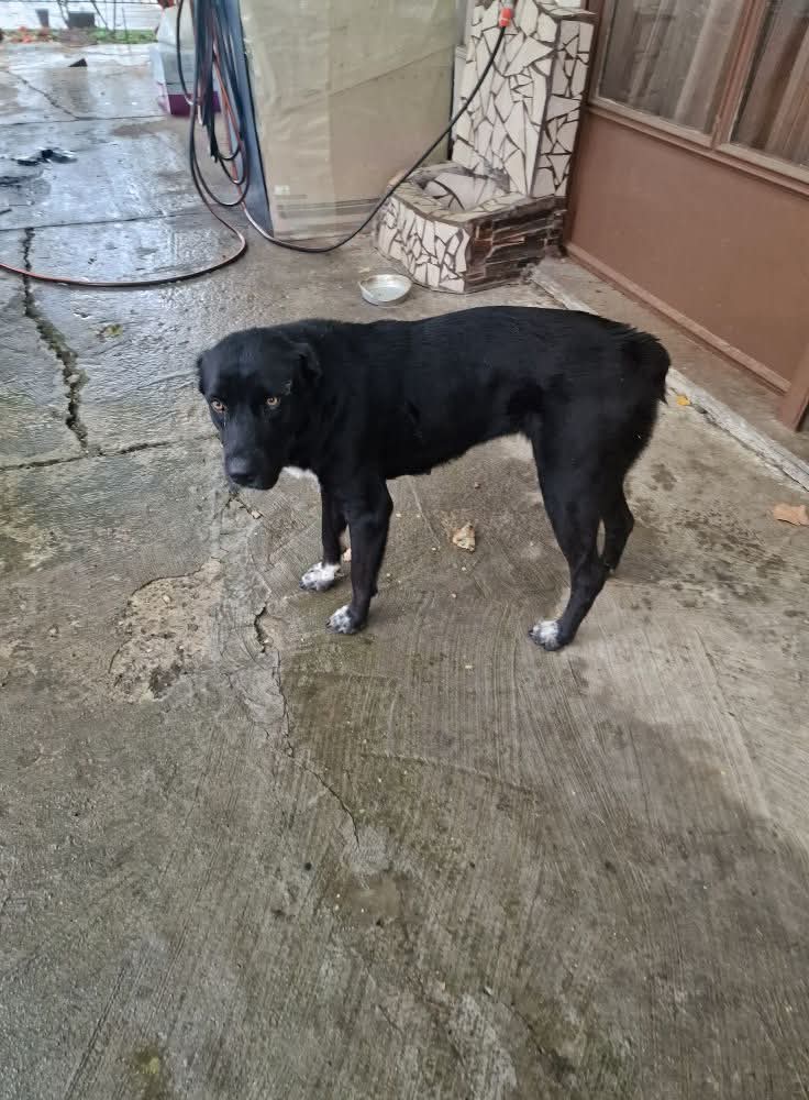 Christinalirou2's tweet image. Βέροια ‼️🆘‼️🆘‼️🆘‼️🆘‼️🆘‼️Έκκληση για βοήθεια φιλοξενία ή υιοθεσια για να σωθεί το σκυλί. Αν υπάρχει κάποιος εκεί κοντά για να βοηθήσει. Ο άνθρωπος το κοινοποίησε fb στον λογαριασμό του. Μόνο εκεί απευθυνθείτε. Κοινοποιούμε 🏡🐕✌️