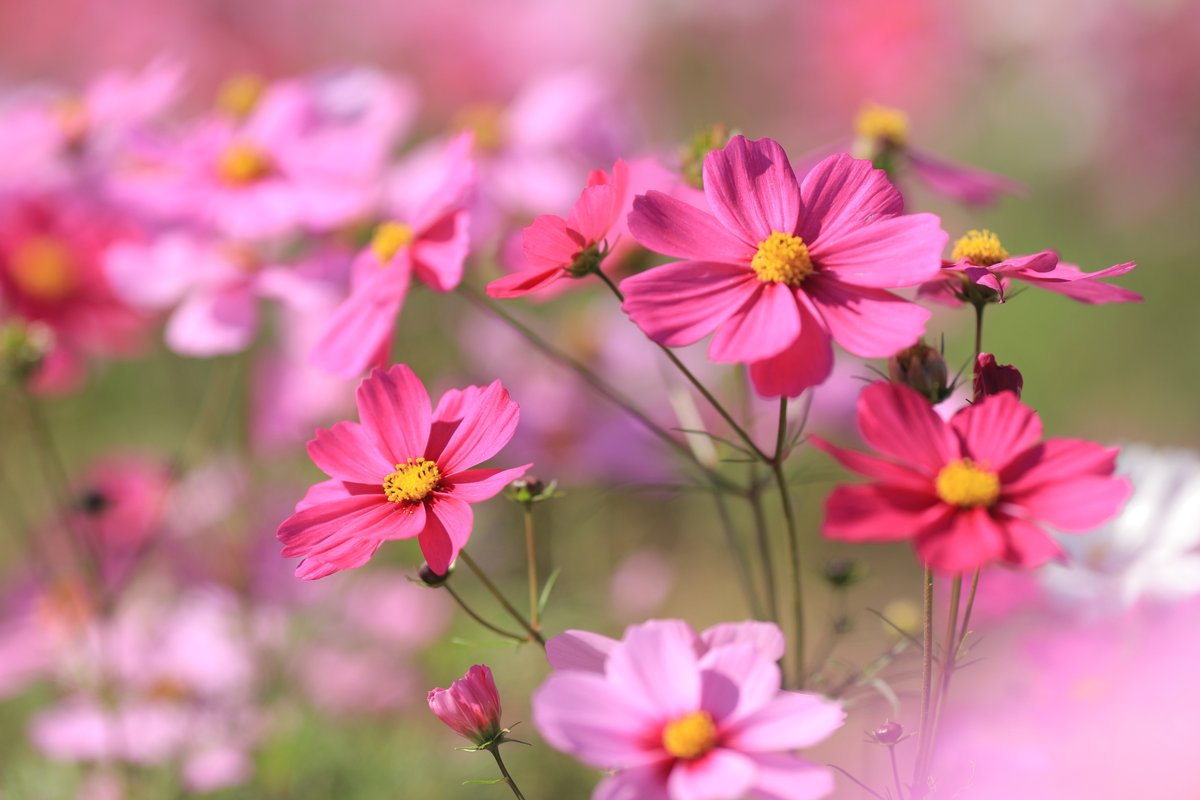 コスモス 波豆川コスモス | Phantom Gourmet 時々 Bike ZX-10RtypeJK