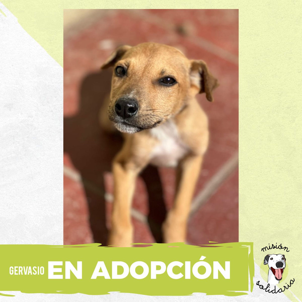 Gervasio tiene 4 meses. Esta vacunado y desparasitado, muy cariñoso con una caracter único e inigualable, estás listo para tanta dulzura? 
Zonas CABA y GBA
Queres adoptarla? Escribime!
misionsolidariatwitter@gmail.com
Asunto: Mi lindo Gervasio
Rt porfa