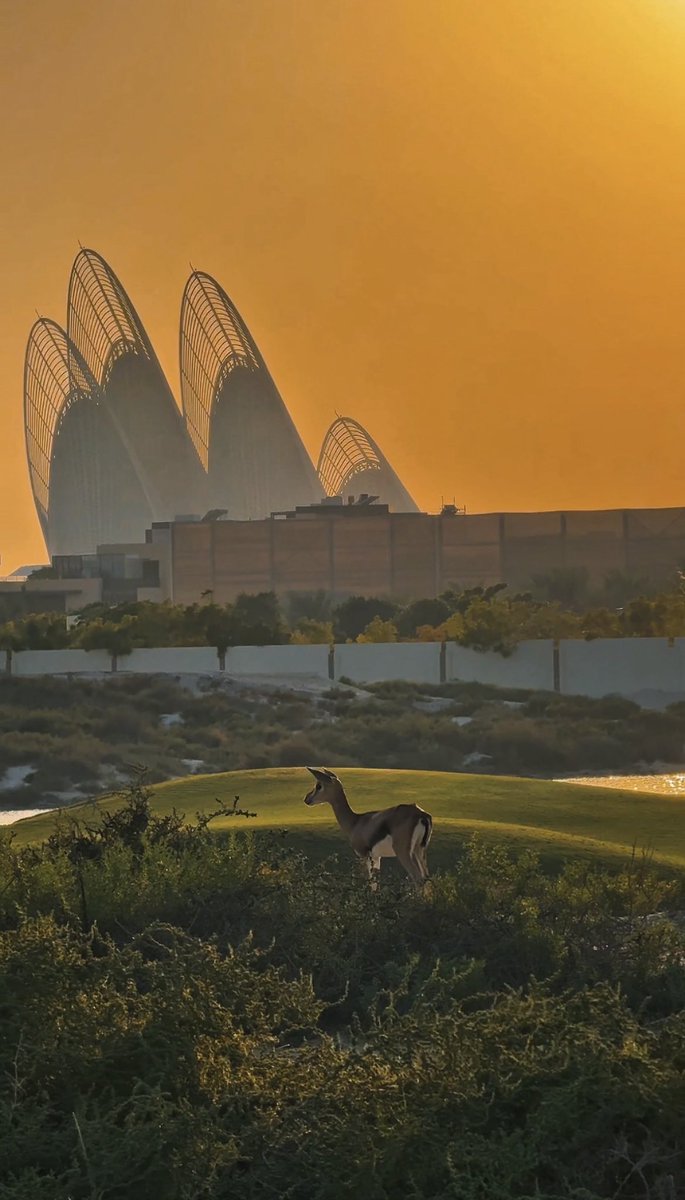 uae_parza's tweet image. يا بوظبي انتِ الحياة 🧡