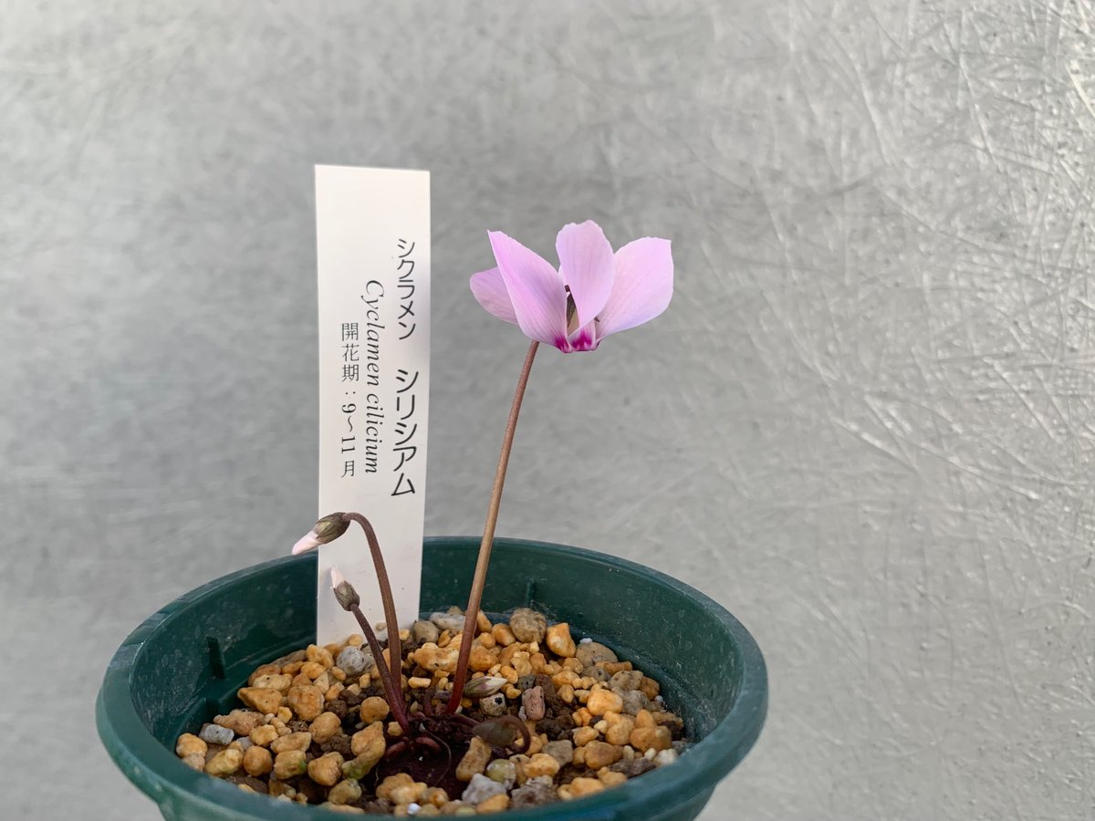 ❣️シクラメンです。２点おまとめ sayuri🌷 on X