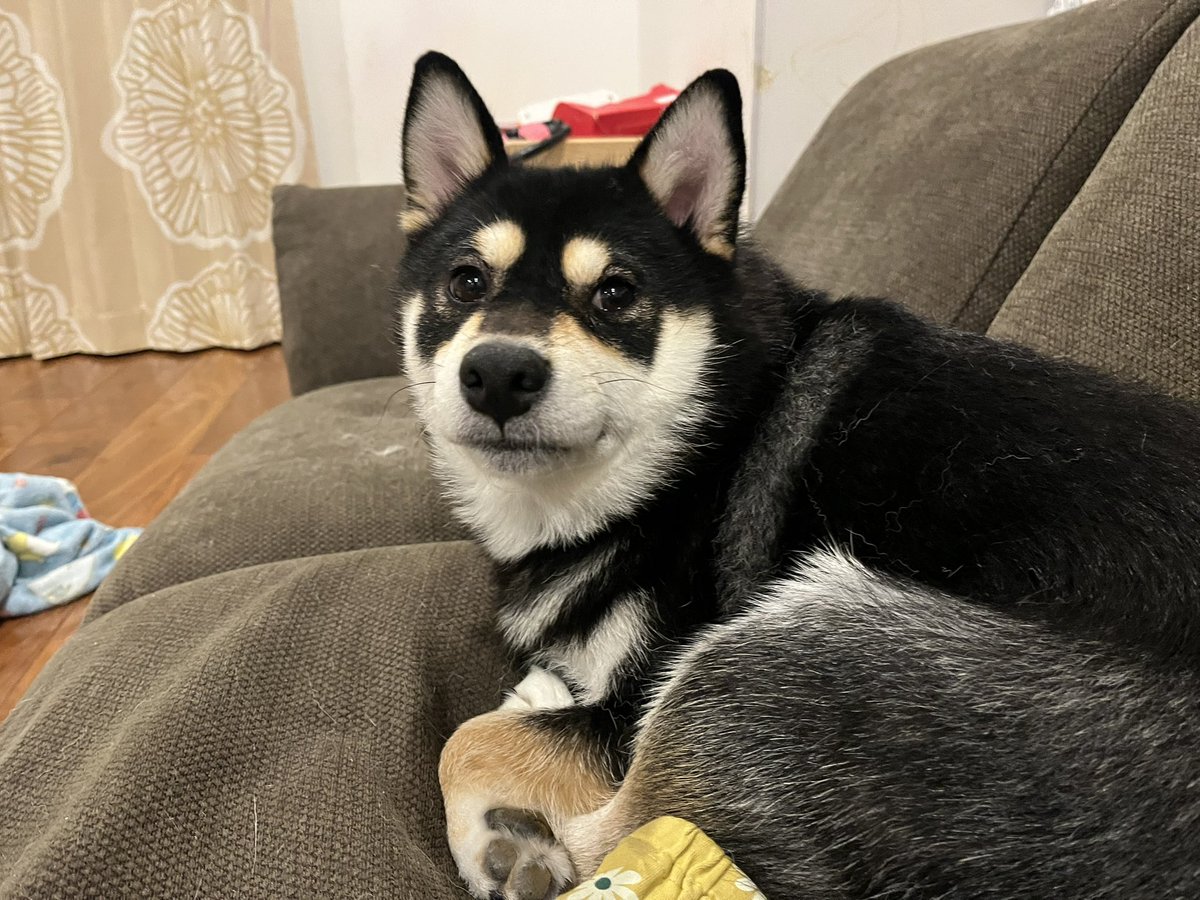 おはぎ㌠ (@cawaii_ohagi) on Twitter photo 