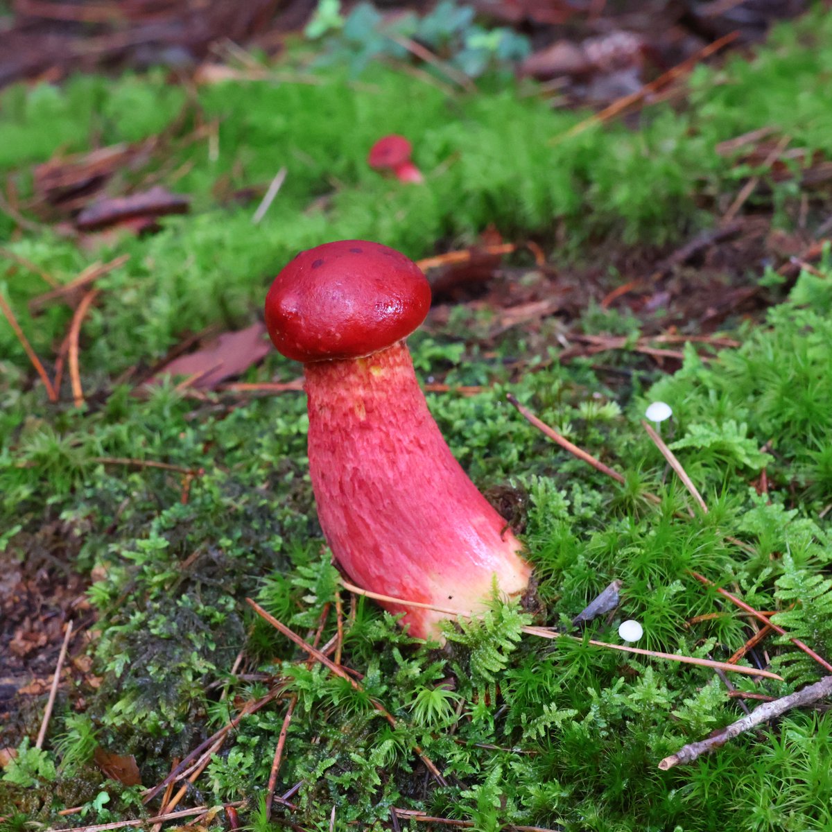 能登の謎キノコ on X