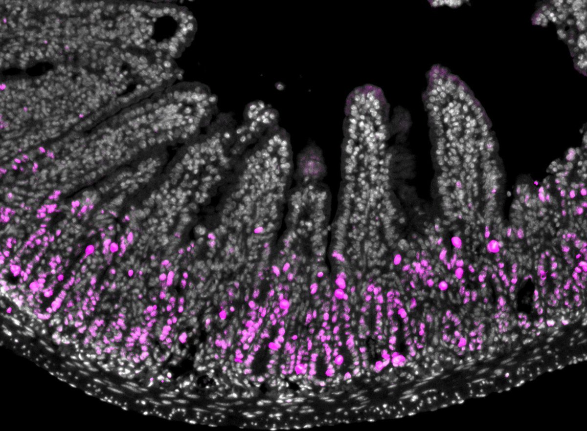 Journal of Clinical Investigation tweet media