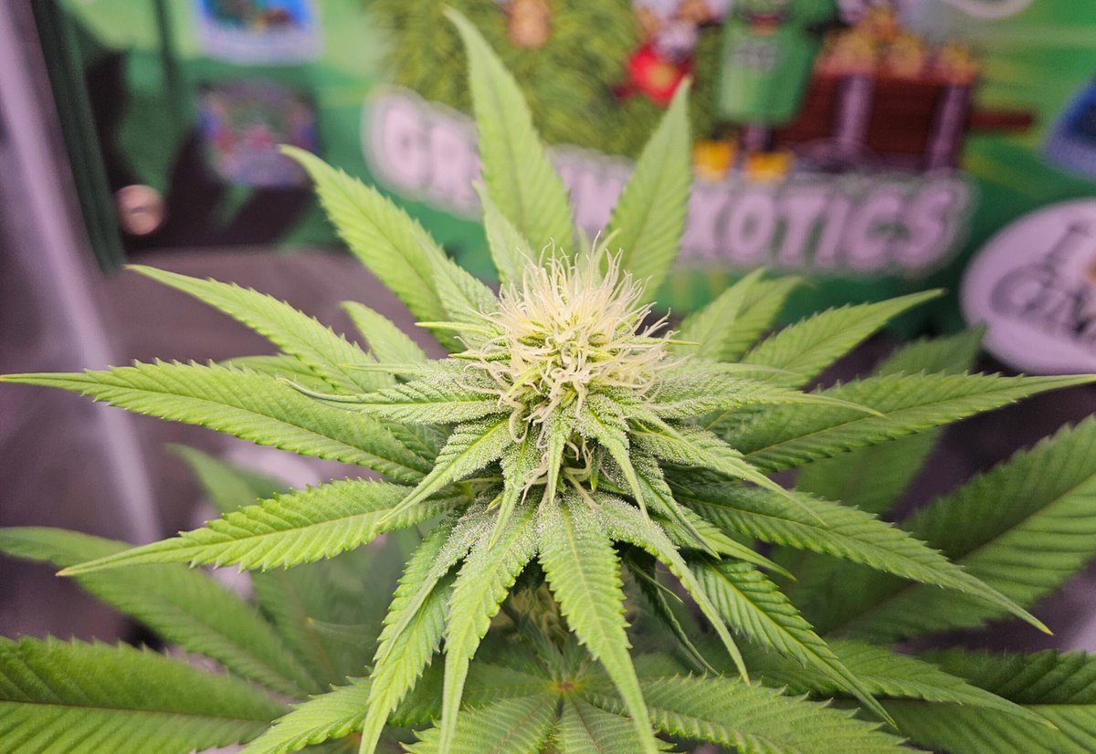 420 Farming tweet media