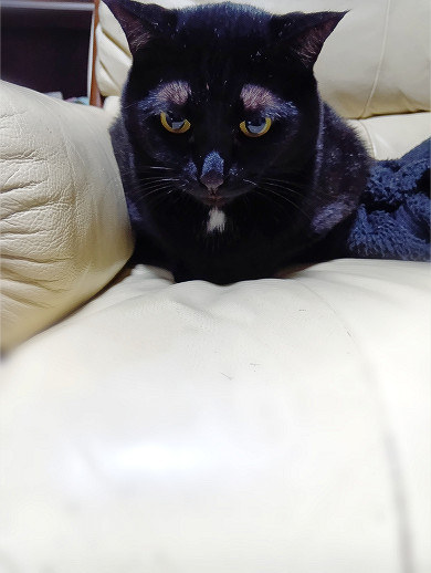 48 染付　のら猫様 48 染付のら猫様