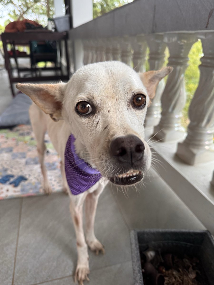 NiallHarbison's tweet image. I took the day to think about it as I’ve been feeling so rough. I will go ahead and run the marathon for @wearehappydoggo on the 15th November.

I made a couple of rules…

🏃‍♂️ I’ll just do a half Marathon and pull out at that stage if I’m struggling. That’s well within my reach.…