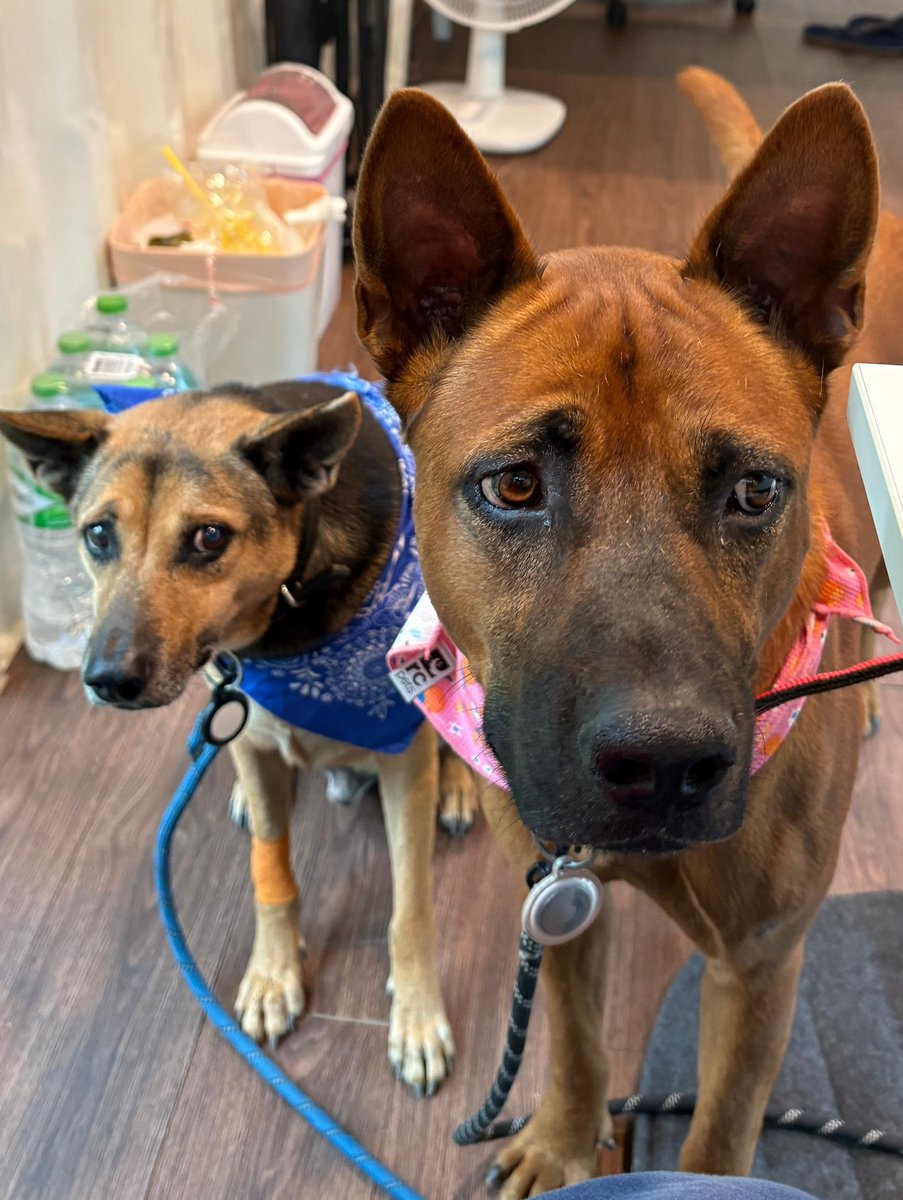 NiallHarbison's tweet image. I took the day to think about it as I’ve been feeling so rough. I will go ahead and run the marathon for @wearehappydoggo on the 15th November.

I made a couple of rules…

🏃‍♂️ I’ll just do a half Marathon and pull out at that stage if I’m struggling. That’s well within my reach.…