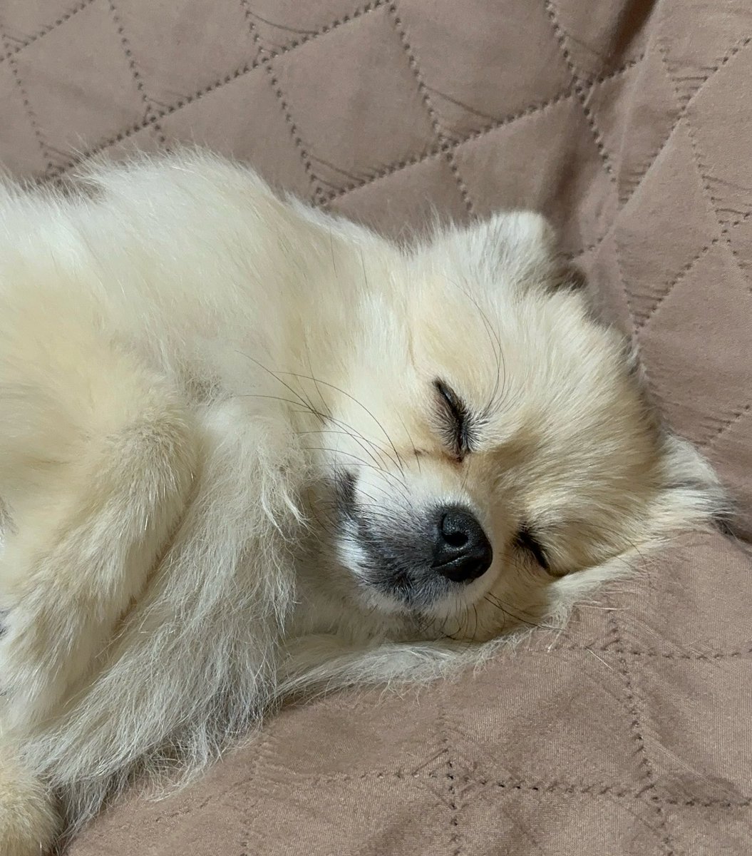 スマイルでスヤァ……💤
#ポメラニアン
