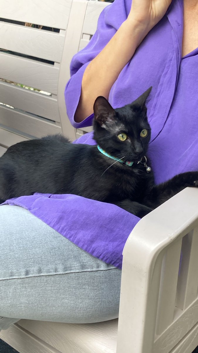 5 kez terk edilen Gece kedi yuva arıyor 🥺
Samsun / Atakum
Gece bebekken bir psikolojik danışma merkezinin bahçesinde bulundu. Çok travma yaşadı, çocuklar eziyet etmeye çalıştı. Psikologlar Gece’yi olabildiğince korumaya çalıştı, sokağa gitmesin uğraştılar. Sonra yuva buldu, terk