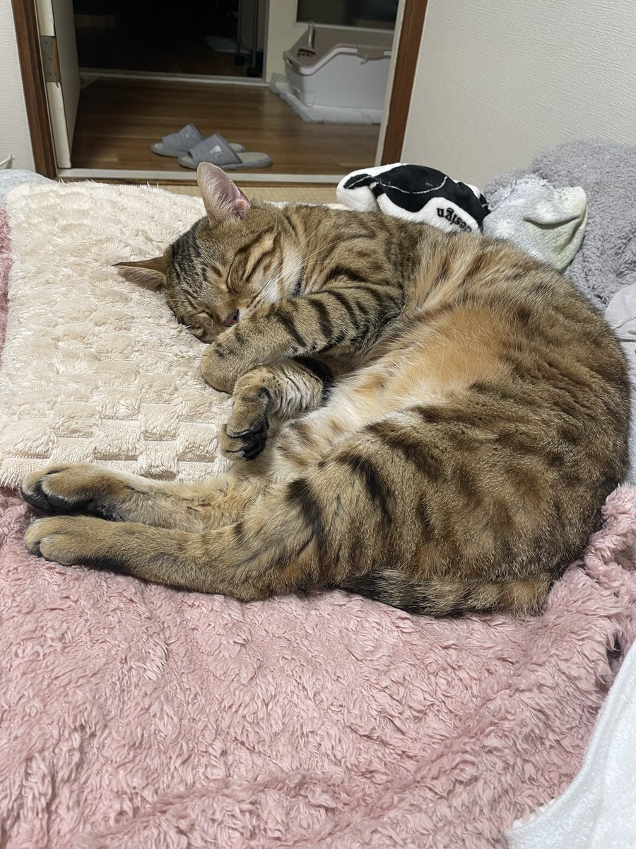 今日も1日お疲れ様でした (*´˘`*)

　明日も良い日になりますように♡

　おやすみにゃさ〜い😼😺😊🌙✨

#保護猫
#ねこかわいいね
#猫好きんと繋がりたい
#ベンガルmix
#キジサバシロmix