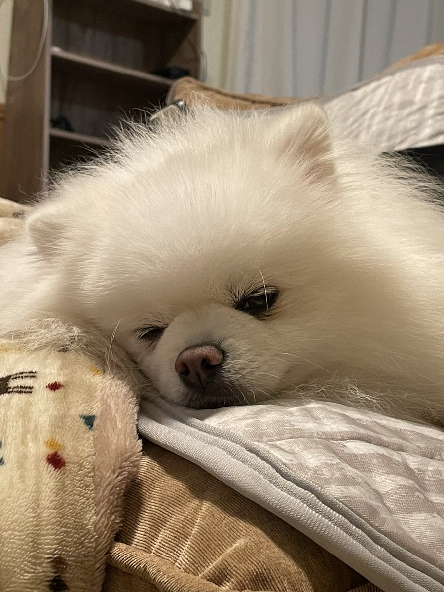 ポメラニアン ししまる らんまる (@shishimaru440_C) / Posts / X