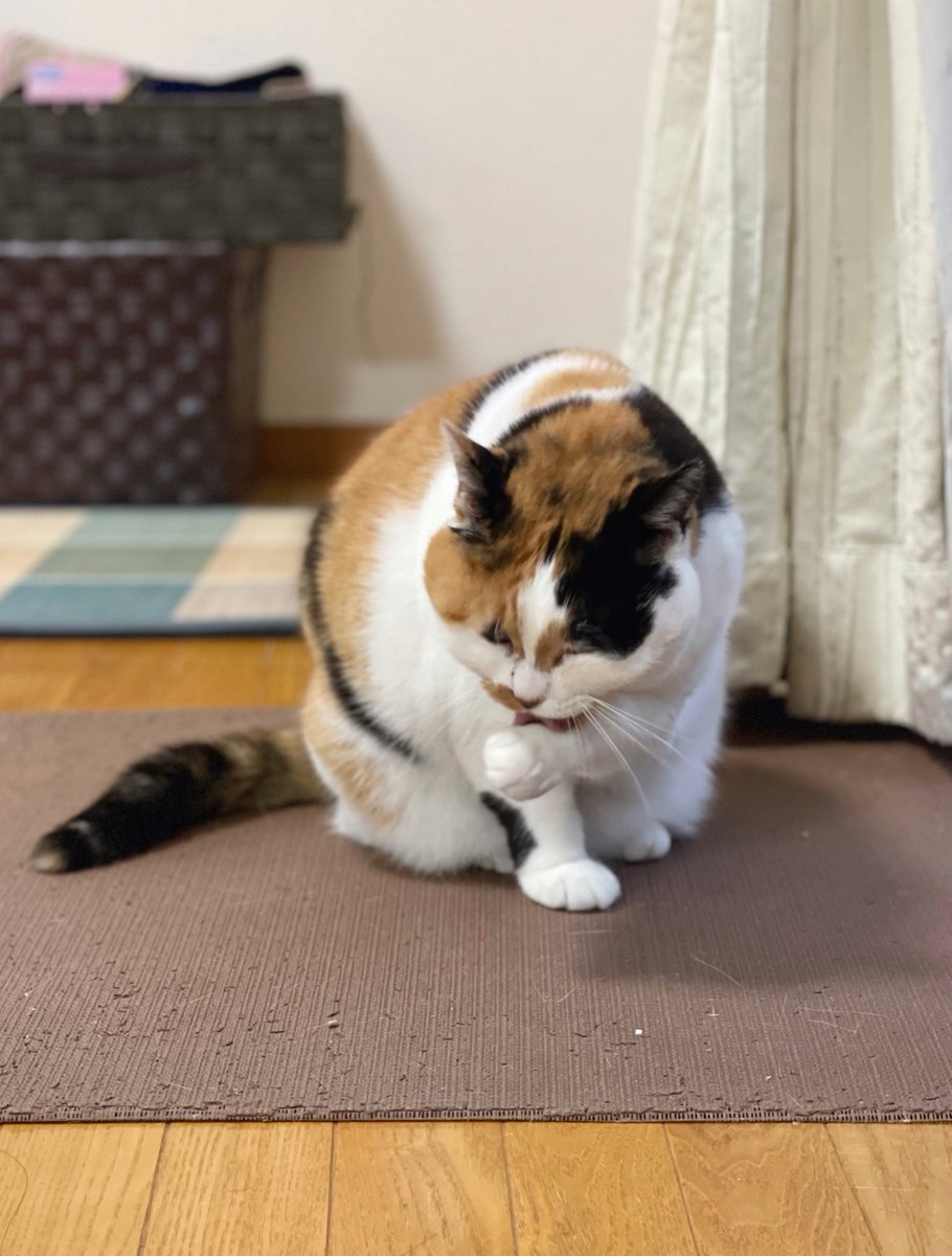 あんころもち様♡ありがとうございます♡ あんころもち (@sachi_0251) / Posts / X