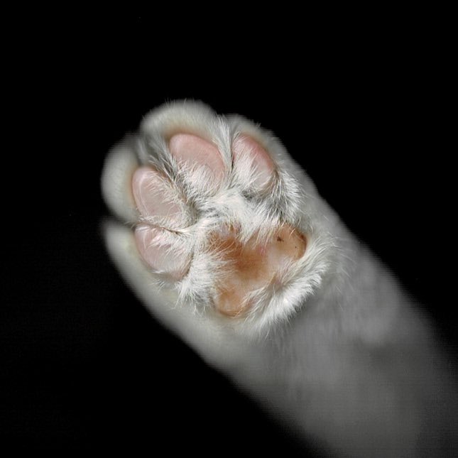 DJhiroking's tweet image. 猫さんがプリンターに乗っかった瞬間を逃さずスキャン！😸🐾🐈 #Pawfect