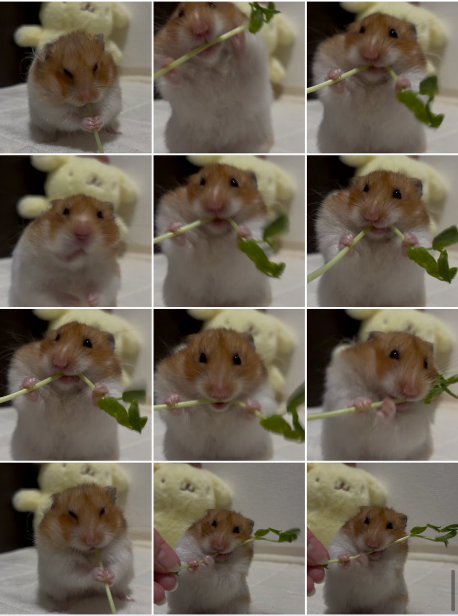 豆苗食べる時いきいきとしててかわいい