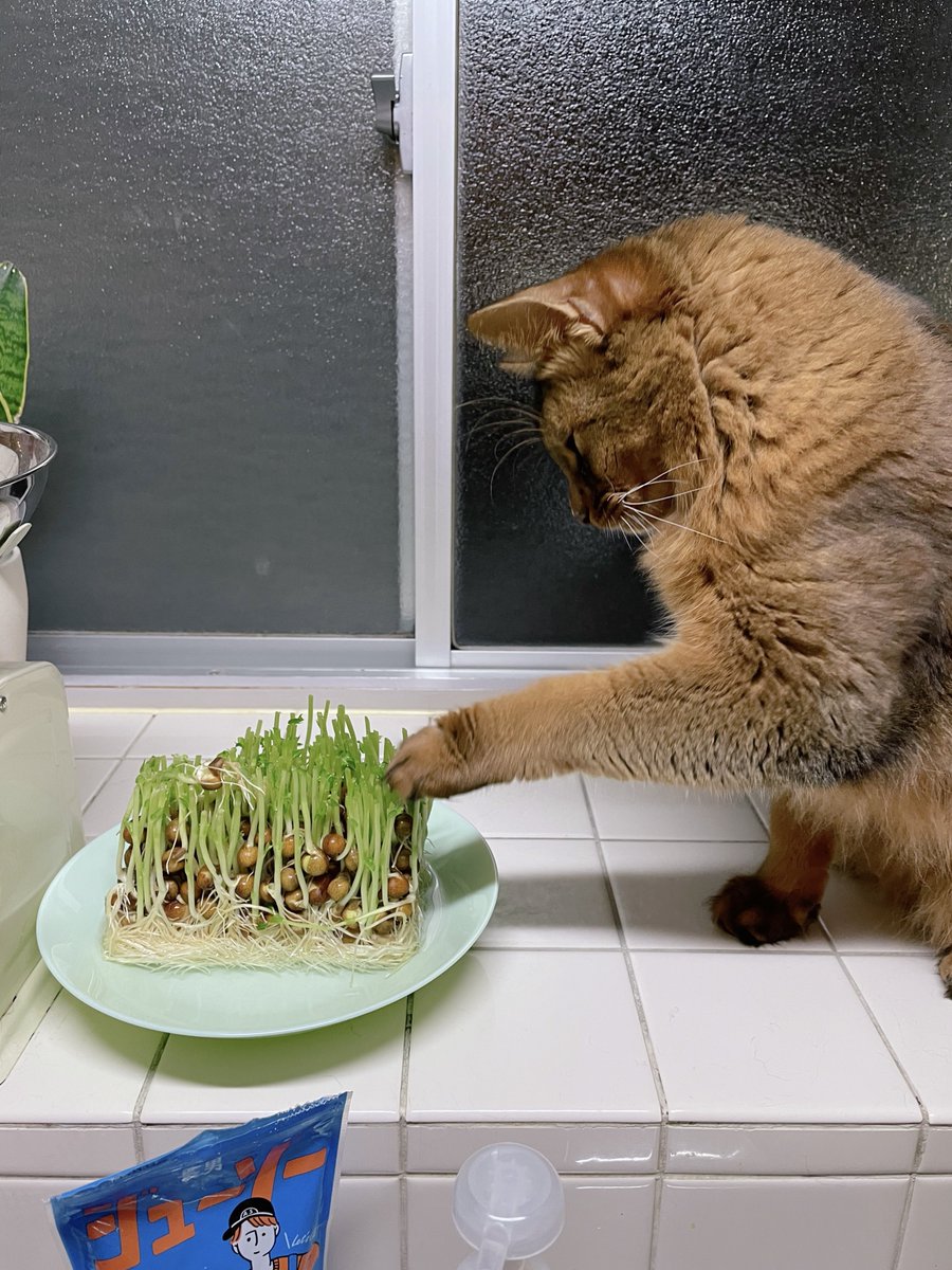 豆苗2周目チャレンジ