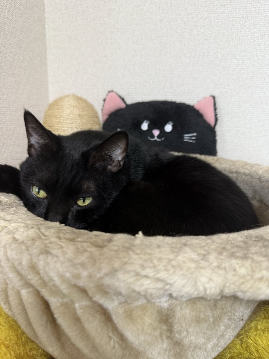 せっちゃん　ねこちゃん柄 すみっこすみちゃん on X