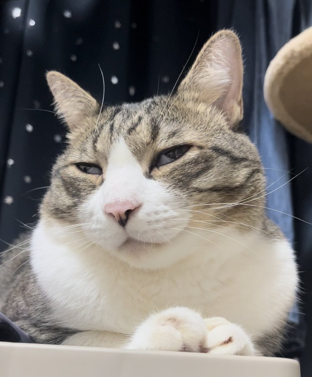 キジちゃん 26点 おまとめ 11日更新 猫の里親募集】埼玉県・雑種・8/12生・6兄妹♪白キジ（ID:2510