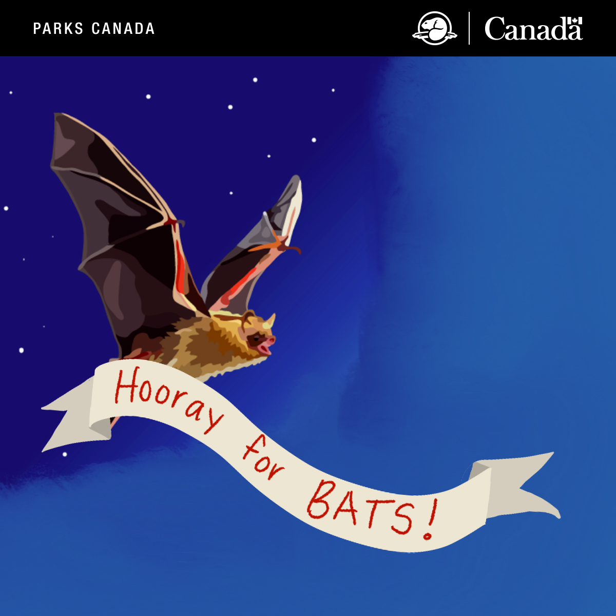It’s #BatWeek! 🦇
Windsor and Essex County are home to several bat species, including the Little Brown Bat, Big Brown Bat, Eastern Red Bat, Hoary Bat, Tri-coloured Bat and Silver-haired Bat. Each of these species has unique characteristics and behaviors!