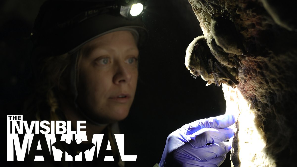 Sam Noble Museum tweet media