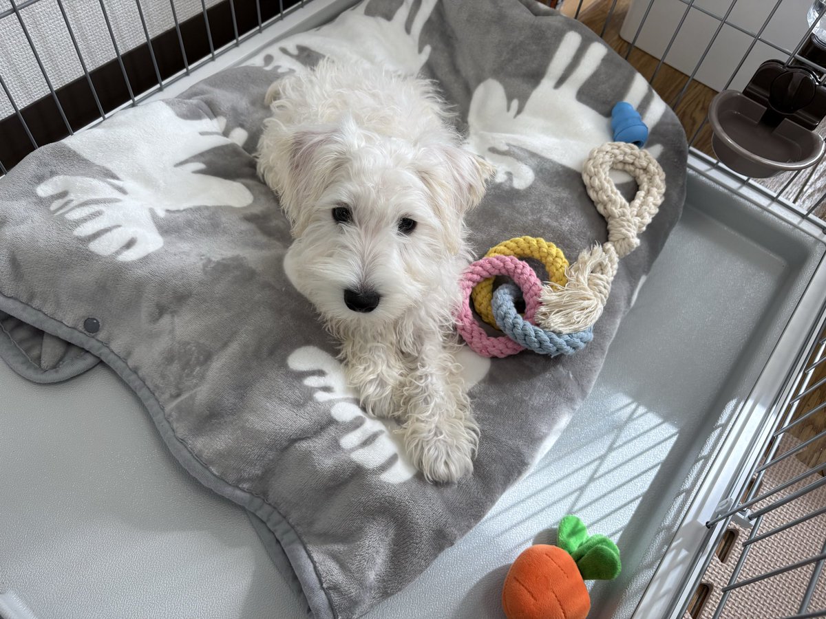 モイモイページ モイモイ on X