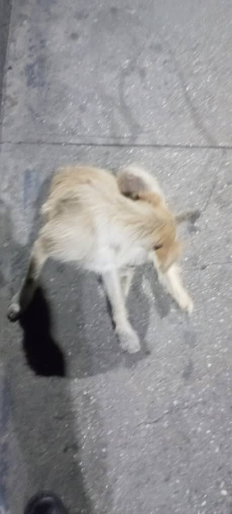 A64029345's tweet photo. DIFUNDO CASO DE TERCEROS..El es blanco, un perrito que lastimosamente sus dueños lo dejaron botado en el terminal de la bandera, porque supuestamente, mordió a un niño, blanco tiene miedo y poco se deja acariciar de las personas, mi papá funcionario d allí d la bandera le da de https://t.co/KMpQsBysaU