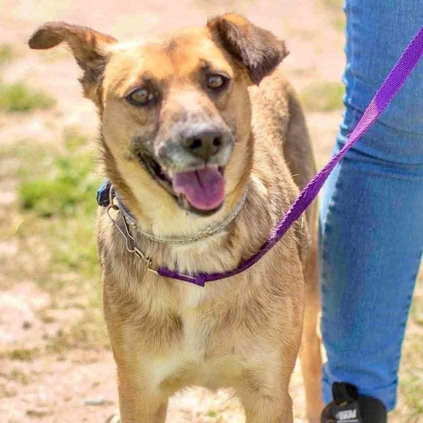 El Campito Refugio (@elcampito) on Twitter photo 🧡 LAGRIFA BUSCA FAMILIA 🏠 
Es una perri mediana, suuuper tranquila. 
Fue rescatada de un allanamiento hace un tiempo, junto a otros camperitos que ya se fueron en adopción, pero ella sigue esperando. 🥺
Si te enamoraste, escribinos a adoptantesdelcampito@gmail.com 💛🐾 🧡 LAGRIFA BUSCA FAMILIA 🏠 
Es una perri mediana, suuuper tranquila. 
Fue rescatada de un allanamiento hace un tiempo, junto a otros camperitos que ya se fueron en adopción, pero ella sigue esperando. 🥺
Si te enamoraste, escribinos a adoptantesdelcampito@gmail.com 💛🐾