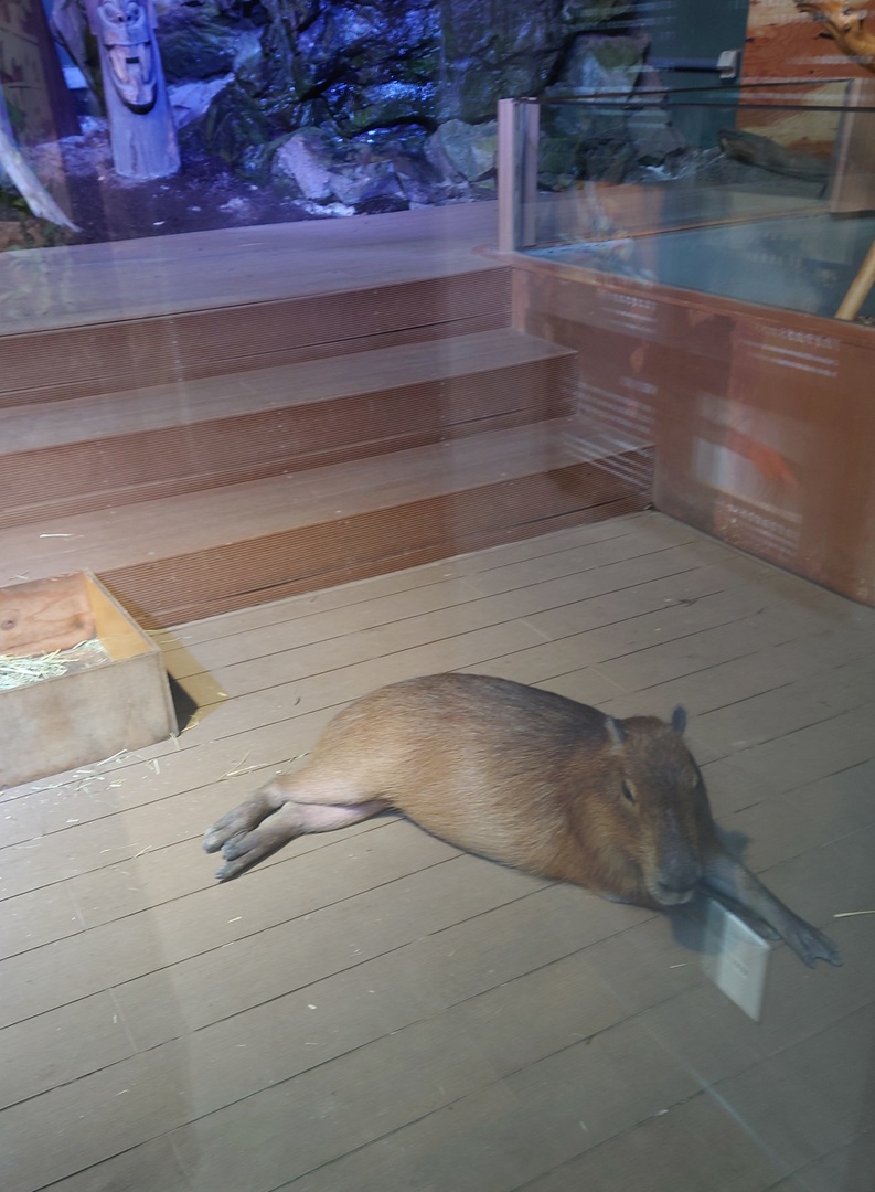 カピバラページ Beastman, Were-Capybara | Z/X -Zillions of enemy X- Wiki