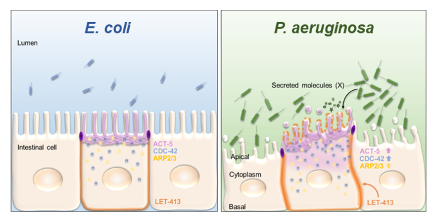 AnDivyashree's tweet photo. If Pseudomonas remains extracellular, what's in it for the pathogen? An important repercussion might be that the loss of apicobasal polarity and cytoskeletal organisation could hinder the intracellular secretion of antimicrobial factors, &amp; weaken the host’s innate immune response https://t.co/FTu2vgInbj