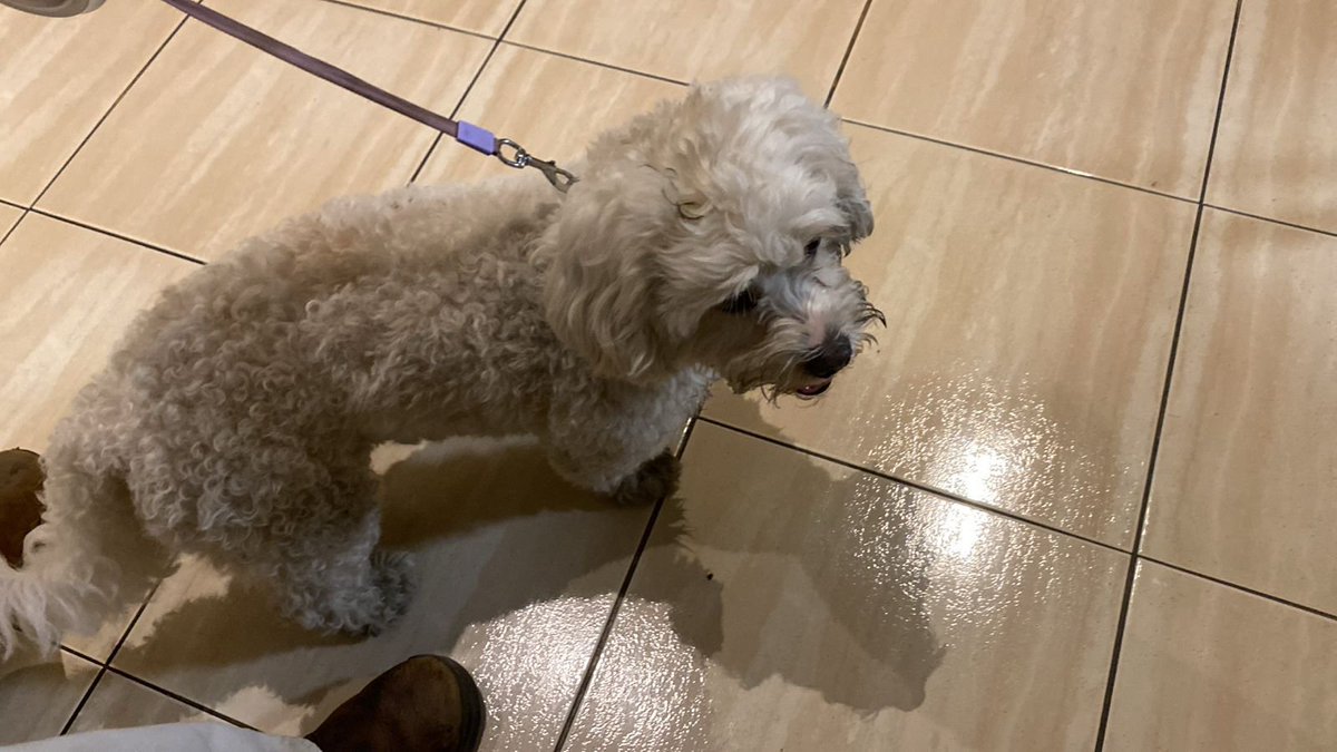 Mateo Prochazka tweet media