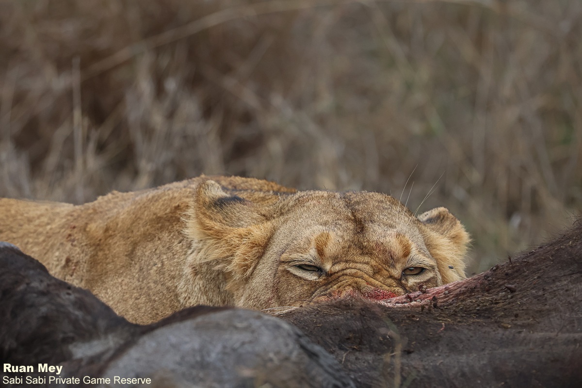 SabiSabiReserve's tweet image. As dawn lit the plains, five lions from the Southern Pride fed on a buffalo. Sub-adult males stood guard, driving off hyenas. The bush came alive with its timeless story of power, hunger, and survival. #lions #lionpride #safari #wildlife