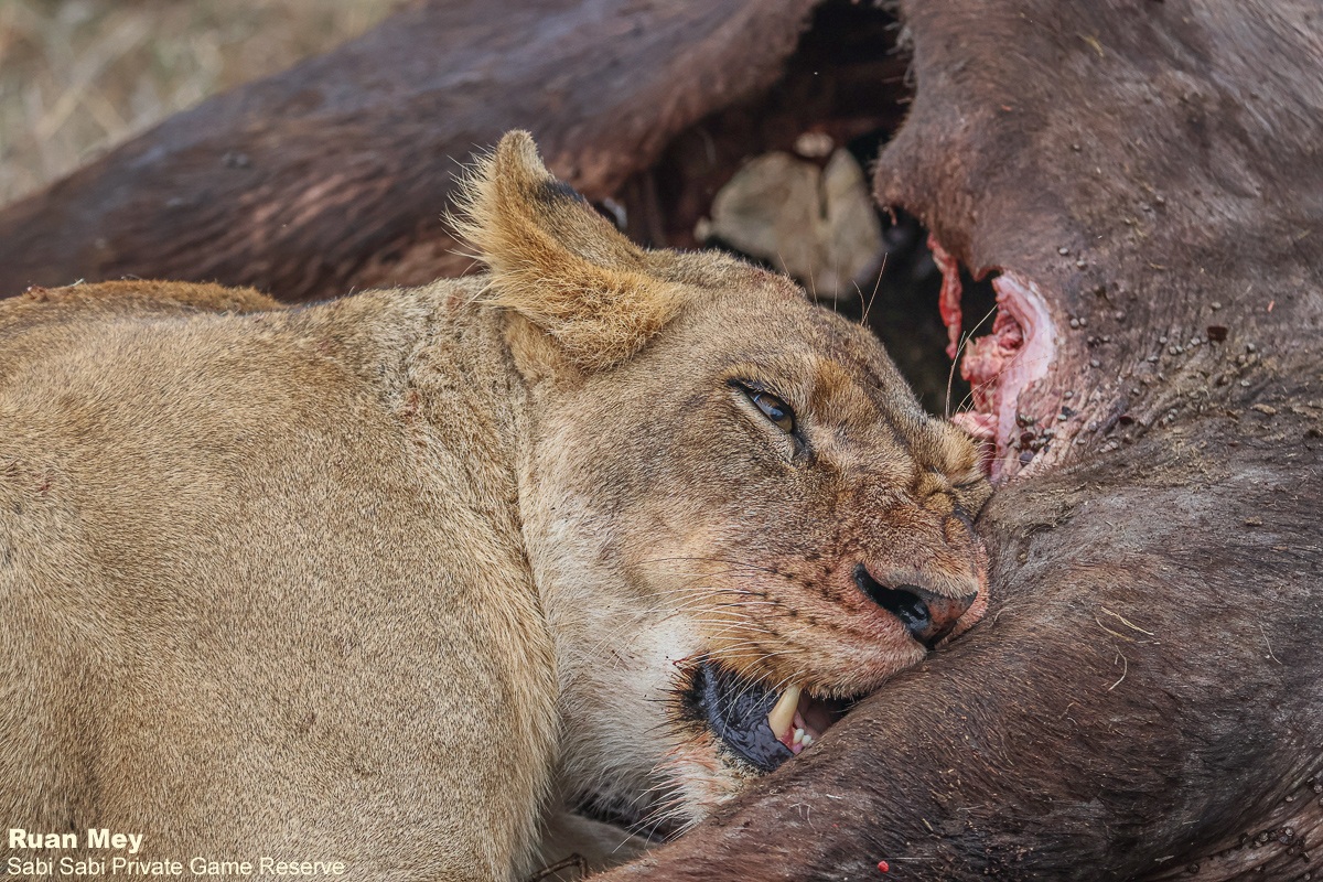SabiSabiReserve's tweet image. As dawn lit the plains, five lions from the Southern Pride fed on a buffalo. Sub-adult males stood guard, driving off hyenas. The bush came alive with its timeless story of power, hunger, and survival. #lions #lionpride #safari #wildlife