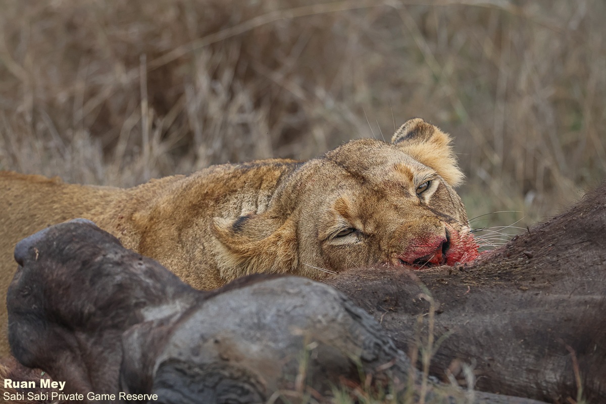 SabiSabiReserve's tweet image. As dawn lit the plains, five lions from the Southern Pride fed on a buffalo. Sub-adult males stood guard, driving off hyenas. The bush came alive with its timeless story of power, hunger, and survival. #lions #lionpride #safari #wildlife