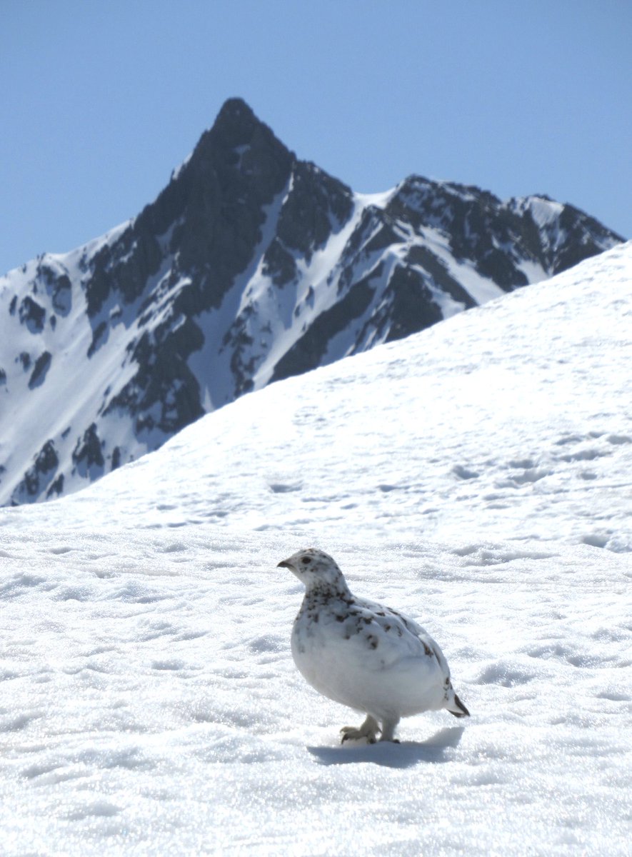 sim41338717's tweet photo. 過去に山で会った雷鳥たち

登山中に見る雷鳥は妙に可愛くて、前から折りたかった題材でした https://t.co/VrwCJCJ9S2