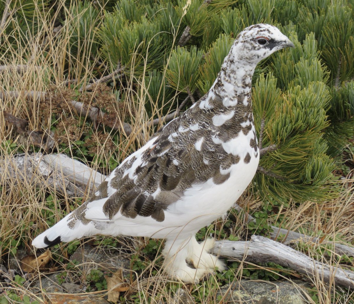 sim41338717's tweet photo. 過去に山で会った雷鳥たち

登山中に見る雷鳥は妙に可愛くて、前から折りたかった題材でした https://t.co/VrwCJCJ9S2