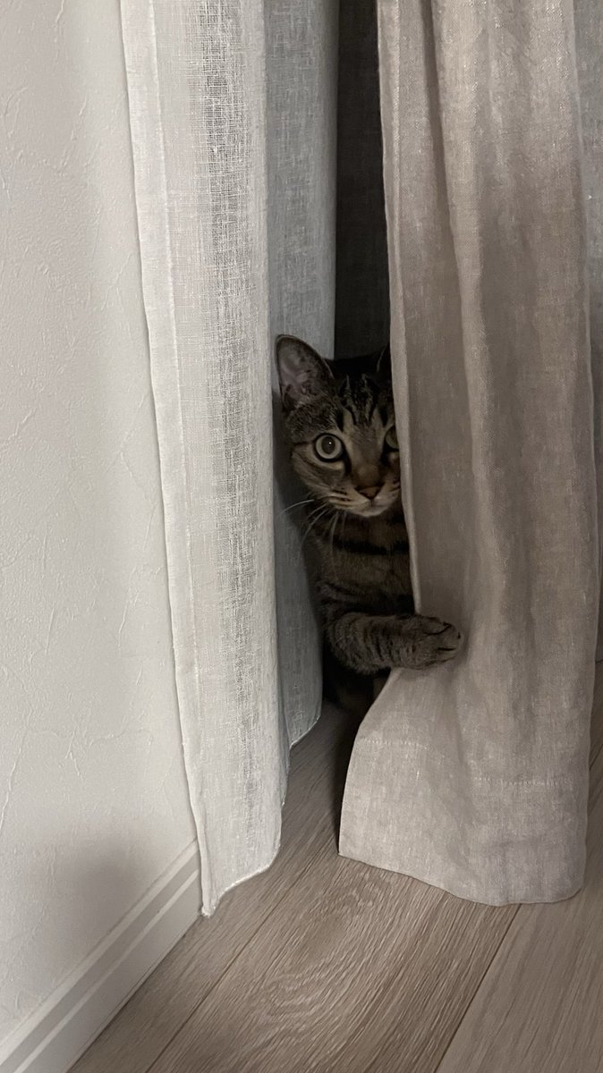 renge__cat's tweet photo. ��大将、やってる？」
#ねこのいる暮らし𓏲𓎨 #ねこかわいいね #キジトラ https://t.co/kifTBoHktE