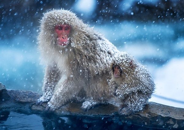 Przodkowie współczesnych naczelnych w tym także cłowieka mogli rozwijać się w mrozach Ameryki Północnej, a nie w cieple dżungli. Naukowcy połączyli dane z wykopalisk, rekonstrukcje klimatu, aby zmapować miejsca, w których żyli nasi przodkowie.
bit.ly/41x6pZk