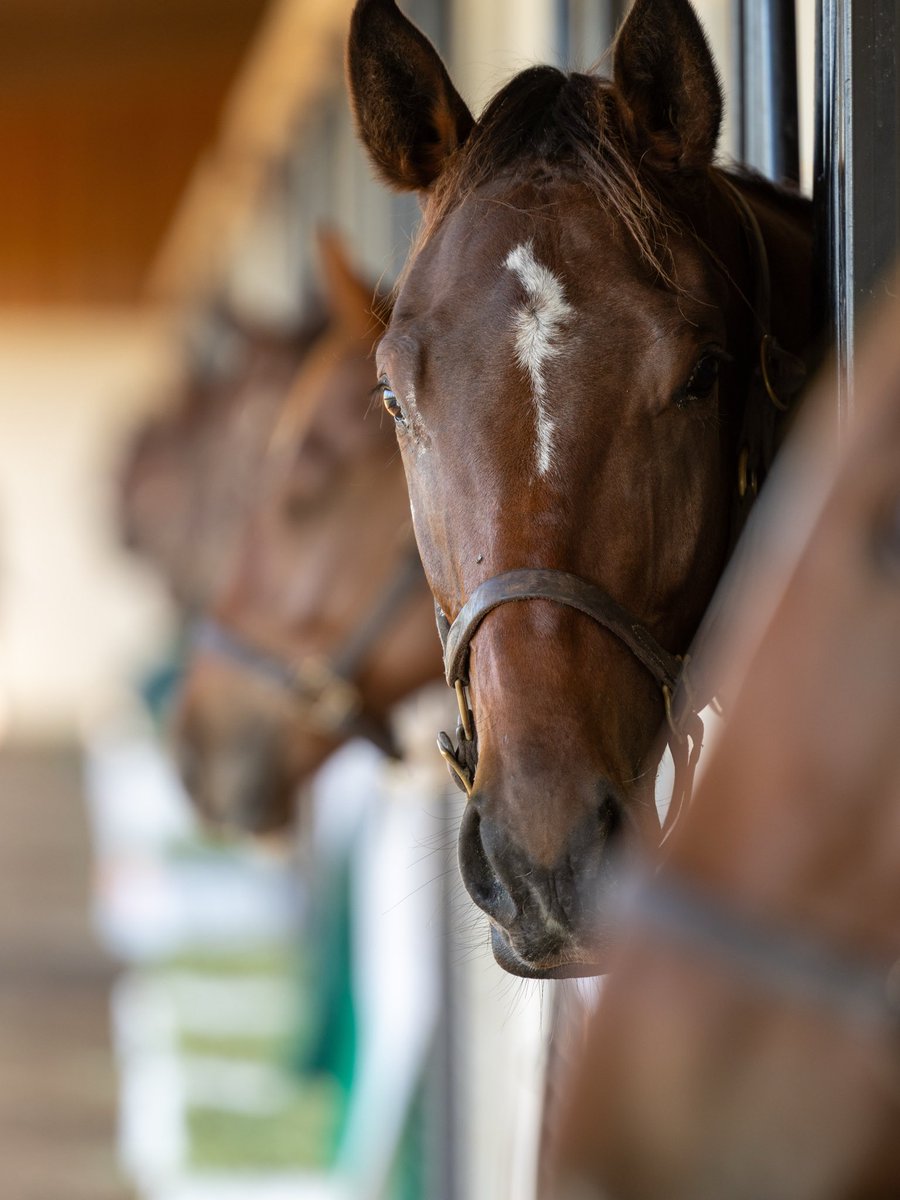 Sequel at Winding Oaks (@sequelatwo) on Twitter photo This colt by <a href="/HillnDaleFarm/">Hill 'n' Dale Farms</a> Maclean’s Music is NOT camera shy…📸 This colt by <a href="/HillnDaleFarm/">Hill 'n' Dale Farms</a> Maclean’s Music is NOT camera shy…📸