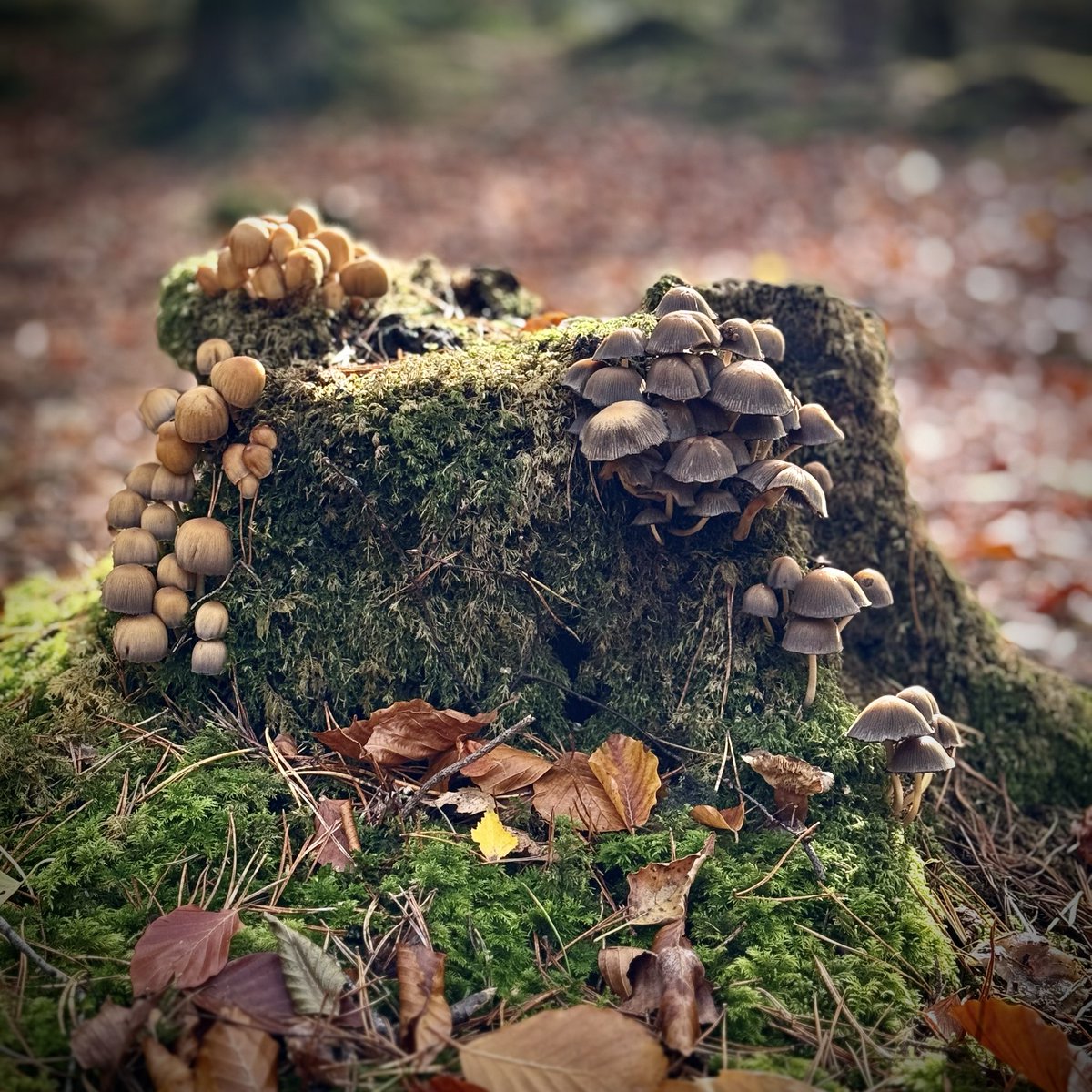 Top Stumps tweet media