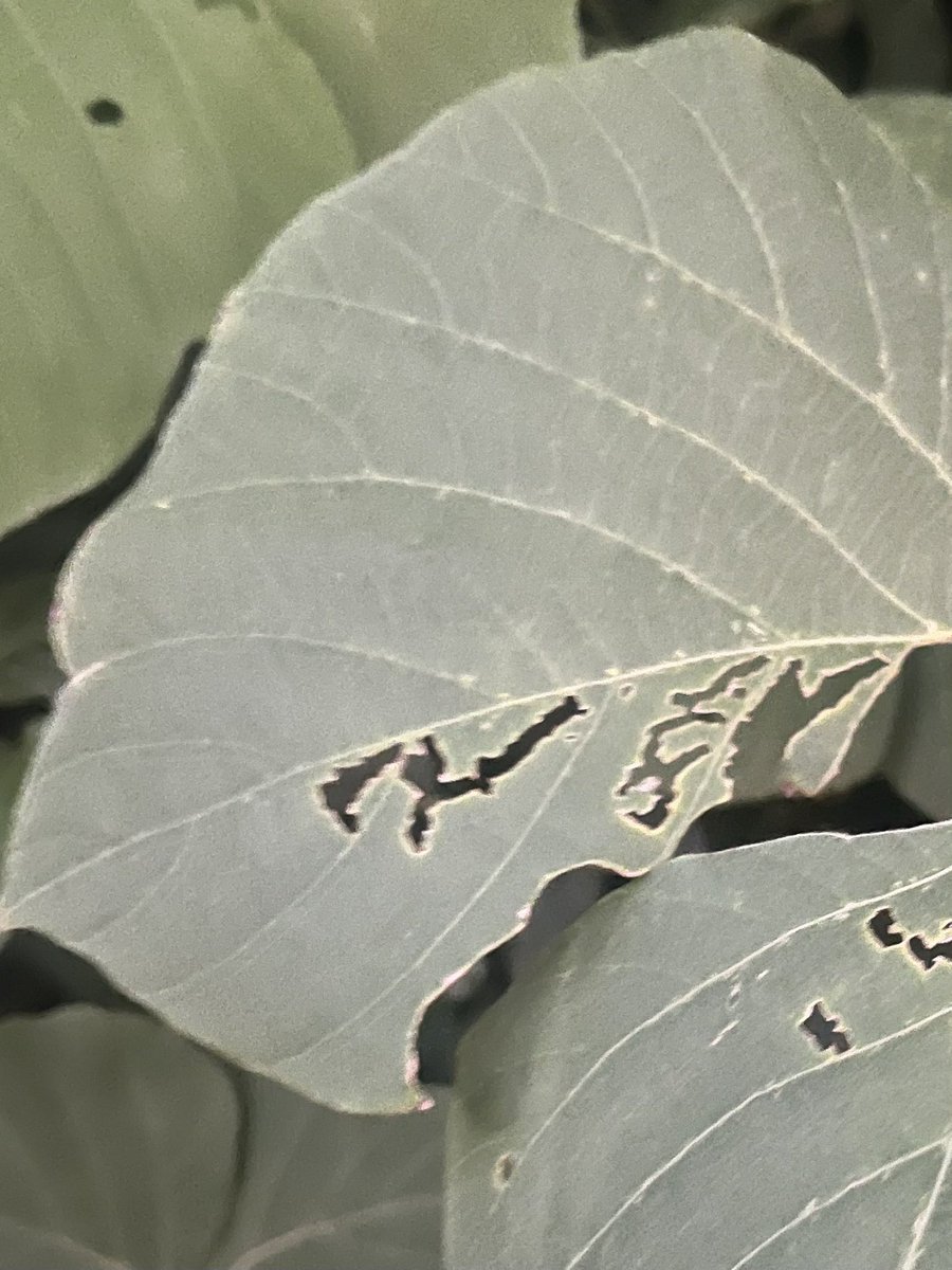 ナカムラページ ナカムラページ ◇ 再びZX-4：4 | SHOPナカムラ ブログ