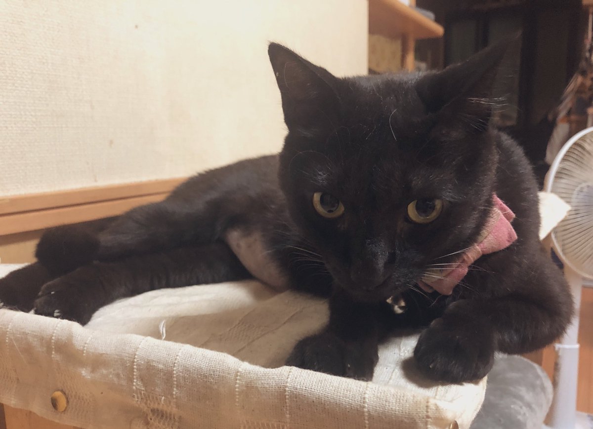 mkbreakfast85's tweet photo. 黒猫🐈‍⬛の日なんてあるんだ😳

今は亡きうちの子
かずくん🐾

黒猫ちゃんってハイトーンボイス多くない？

 #黒猫の日 https://t.co/7valdFhGql