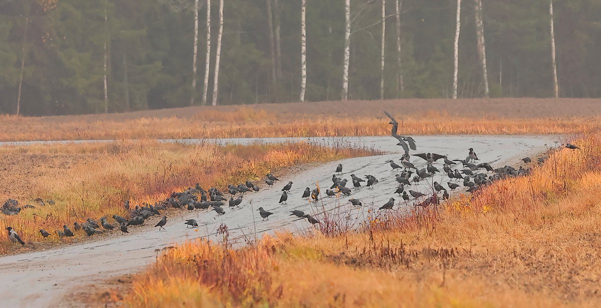 reccu93's tweet image. Tiekokous #tie #kokous