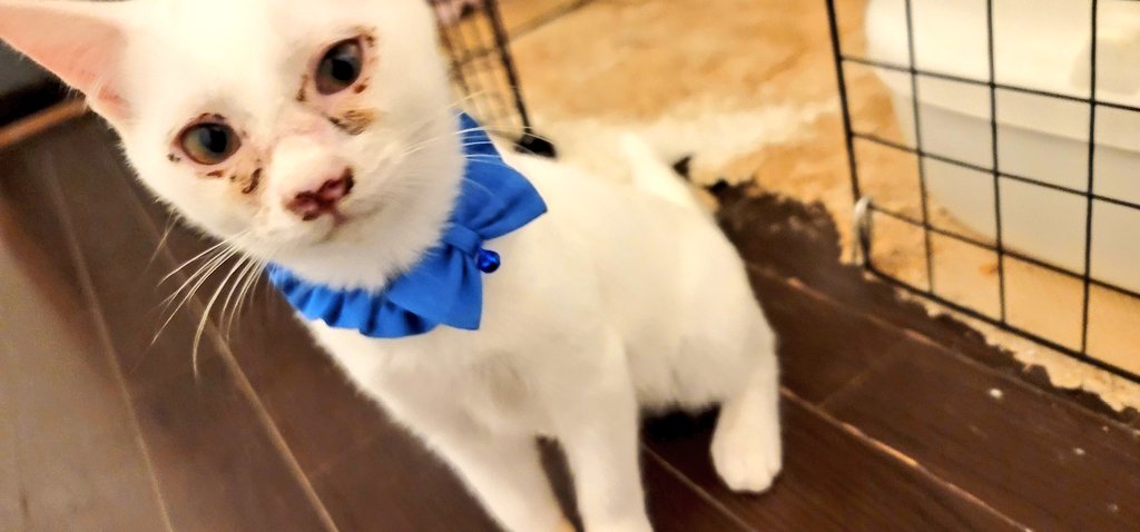 わんにゃーらんど (@Lily57World) / Posts / X