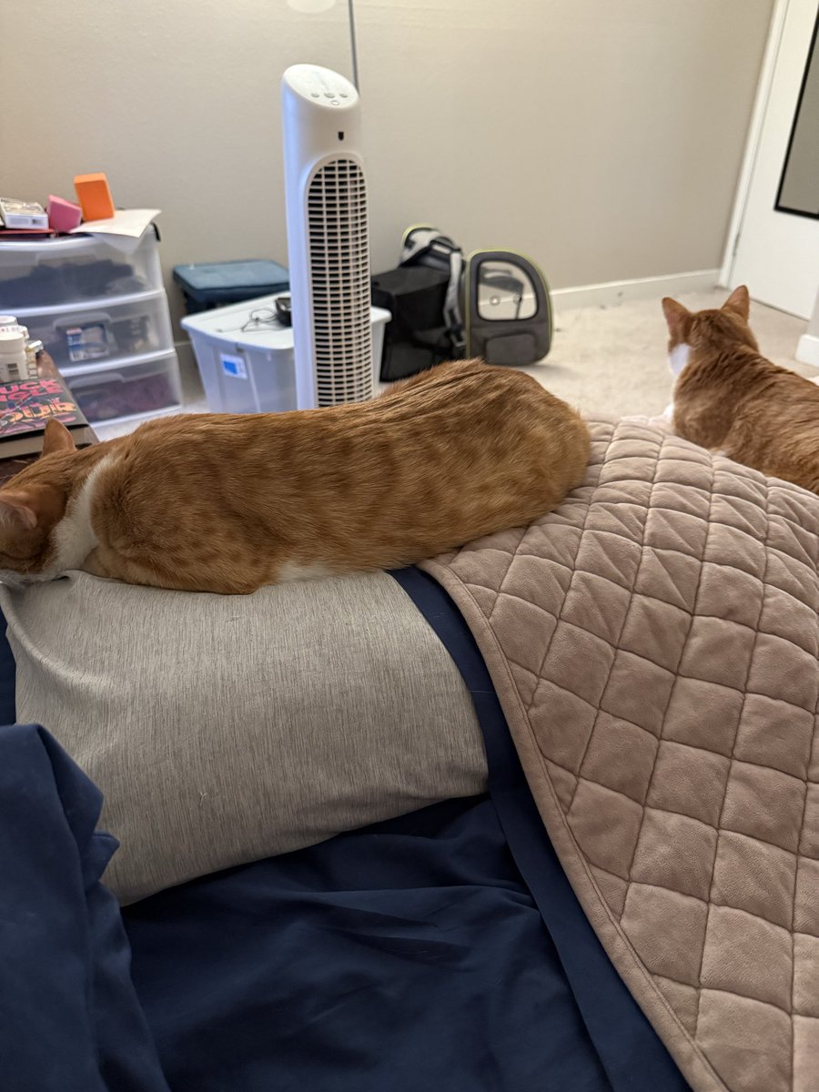 Good news/bad news kind of day

Bad news: I woke up early and can’t get back to sleep

Good news: These two babies are all purry because human woke up early and started petting them ❤️