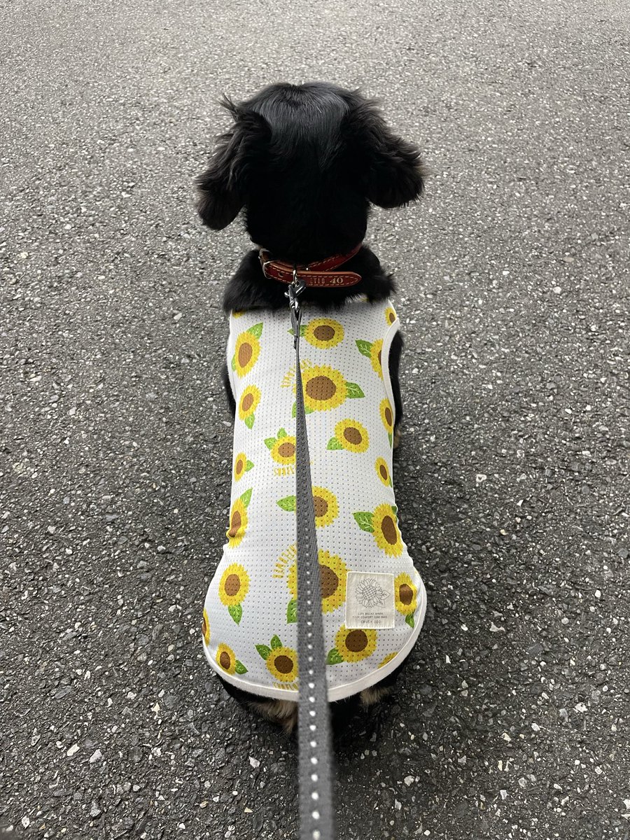 jira1010's tweet image. 🐶🐶たちの散歩
夏が終わったのに
背筋正しく
まだひまわり着てる妹🐶が
なんだか愛おしい😂
兄🐶はにんじんだからセーフ
2人とも
夫を待っている
やっとごはん
2人暮らしなのに
超大量の芋煮を作った
超、って
スーパーって読みます
明日も
仕事かぁ🥺