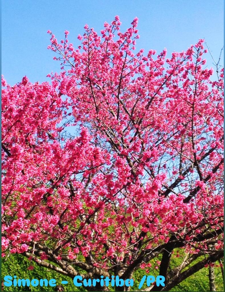 parkbogumbrfc's tweet photo. #BomDiaBogum  25° dia 🌻🌻🌻

Bom dia, @BOGUMMY🌞🌻🌹

Que o amanhecer te envolva com a doçura da esperança e a força serena dos que sonham grande. Que cada raio de sol toque teu caminho como um lembrete de que o universo sorri para quem espalha luz, tu és essa constelação viva. 🌟

Hoje, que teu coração pulse em sintonia com a beleza do novo dia. Que o esforço de ontem floresça em conquistas, e que tua alma encontre paz mesmo entre os ventos da jornada.💐

Segue firme, com o brilho nos olhos de quem inspira o mundo sem precisar dizer uma palavra, apenas sendo quem és: puro, autêntico e infinito. 🩵🩵

☀️ Tenha um dia radiante, @BOGUMMY , que tua luz continue a transformar o comum em poesia.

Que esse Bom dia, feito pelas lentes de suas fãs, possam chegar até o seu coração em agradecimento e o faça sentir o quanto e amado 🥰🥰🥰🇧🇷🇧🇷

As fotos de hoje são de

Campina Grande do Sul/PR
Maragogi/AL
Guarapari/ES
Curitiba/PR

#BomDiaBogum
#박보검
#ParkBoGum
#parkbogumbrasilfc 
#bogumbrasilfc 
#BrasilPorBogum