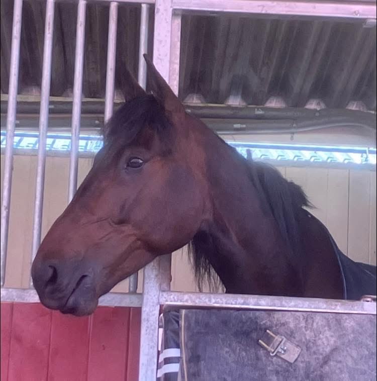 Bollnäs 24 oktober vinnare lopp 2 Anders Kihlströms minne Final, X.O.Kemp!

Segertid: 14,1a 2140m
Ägare: Stall Piraya KB
Skötare: Marja Ahonen