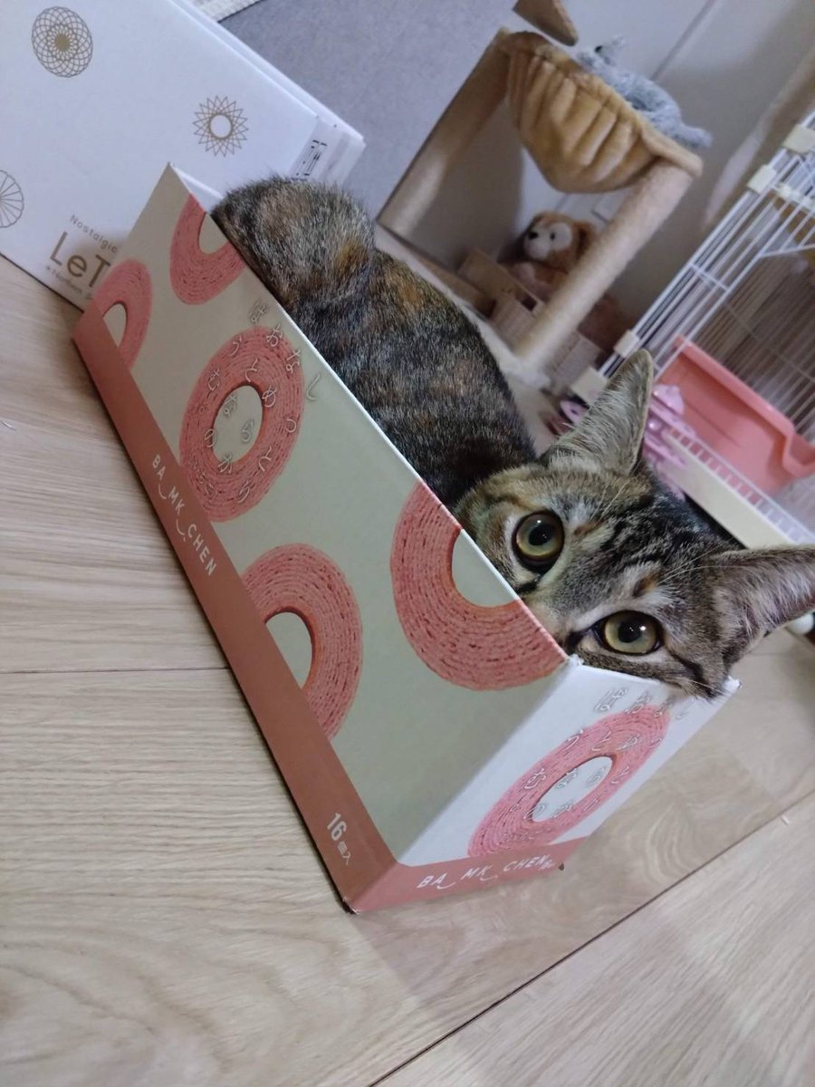 やまねこ♡　他の方はコメントお控えください=(^.^)= ERwRYt8U8AEUfcz.jpg